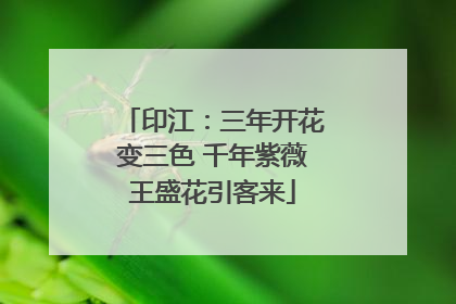 印江：三年开花变三色 千年紫薇王盛花引客来