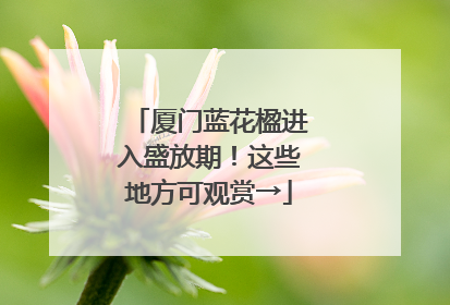 厦门蓝花楹进入盛放期！这些地方可观赏→