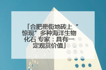 合肥罍街地砖上“惊现”多种海洋生物化石 专家：具有一定观赏价值