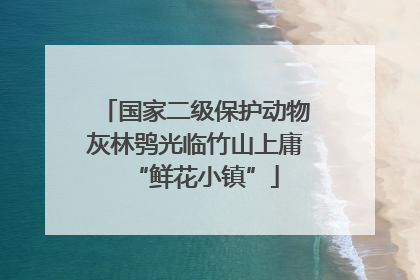国家二级保护动物灰林鸮光临竹山上庸“鲜花小镇”