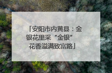 安阳市内黄县：金银花里采“金银” 花香溢满致富路