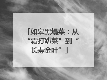 如皋黑塌菜：从“霜打趴菜”到“长寿金叶”