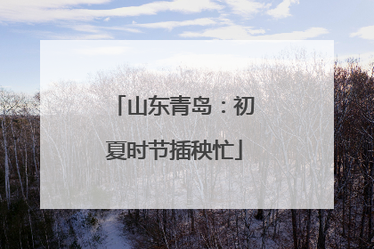 山东青岛：初夏时节插秧忙