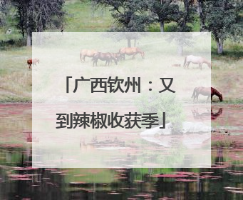 广西钦州：又到辣椒收获季