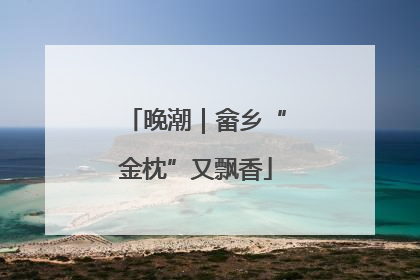 晚潮｜畲乡“金枕”又飘香