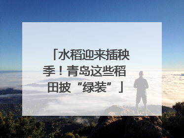 水稻迎来插秧季！青岛这些稻田披“绿装”