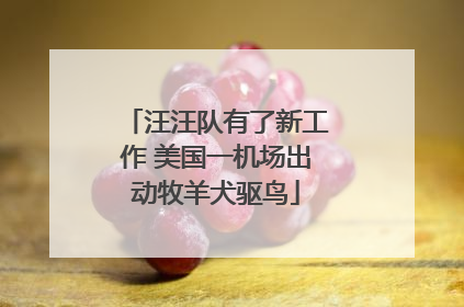 汪汪队有了新工作 美国一机场出动牧羊犬驱鸟