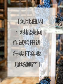 河北曲周：对棉麦间作试验田进行实打实收现场测产