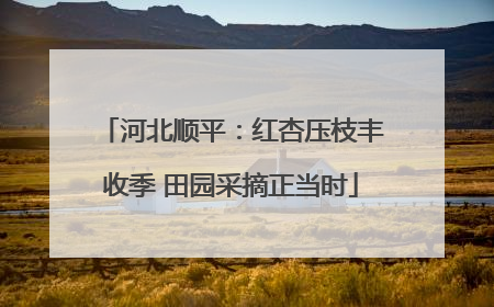 河北顺平：红杏压枝丰收季 田园采摘正当时