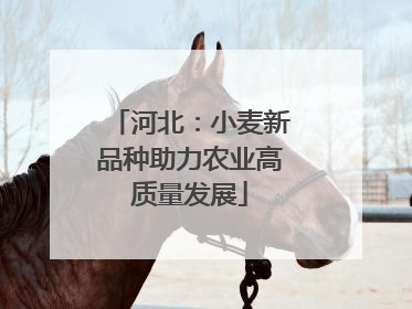 河北：小麦新品种助力农业高质量发展