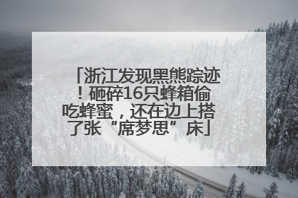 浙江发现黑熊踪迹！砸碎16只蜂箱偷吃蜂蜜，还在边上搭了张“席梦思”床
