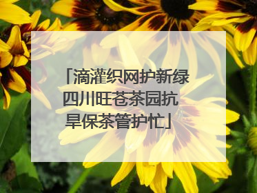 滴灌织网护新绿 四川旺苍茶园抗旱保茶管护忙