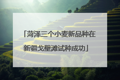 菏泽三个小麦新品种在新疆戈壁滩试种成功