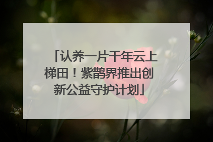认养一片千年云上梯田！紫鹊界推出创新公益守护计划