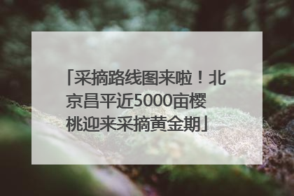采摘路线图来啦！北京昌平近5000亩樱桃迎来采摘黄金期