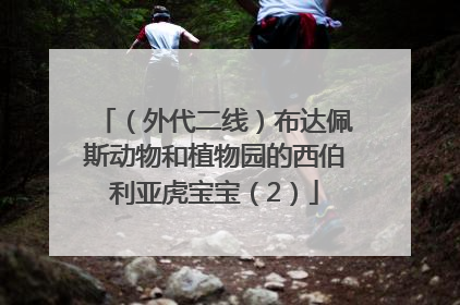 （外代二线）布达佩斯动物和植物园的西伯利亚虎宝宝（2）